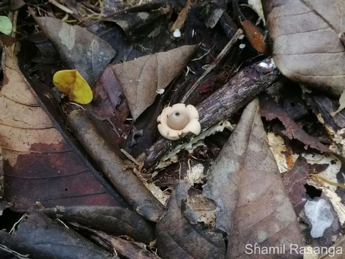 Geastrum